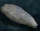 Partial Fossil Sperm Whale Tooth - Georgia #7796-1